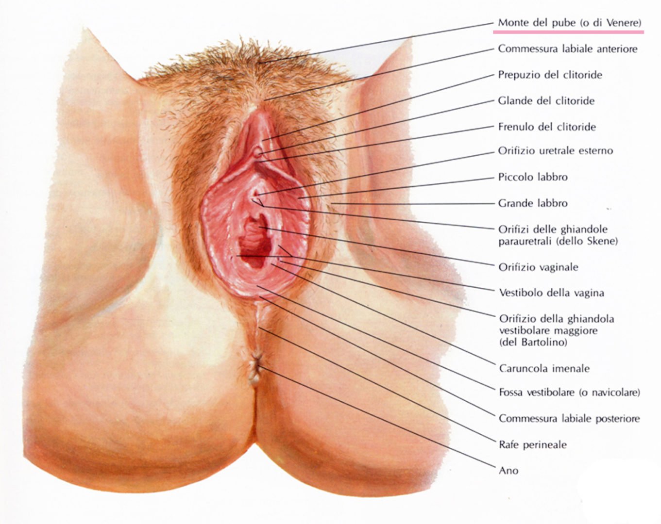 Amica masturba lingua clitoride moglie fan image