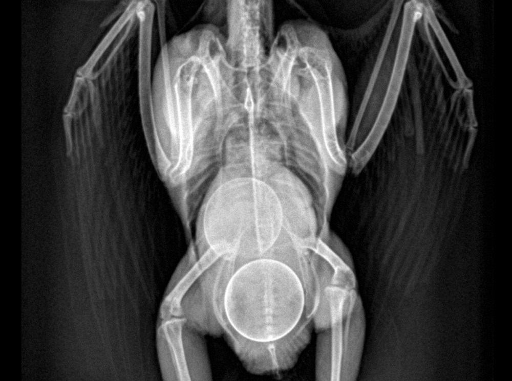 XRAY рентген