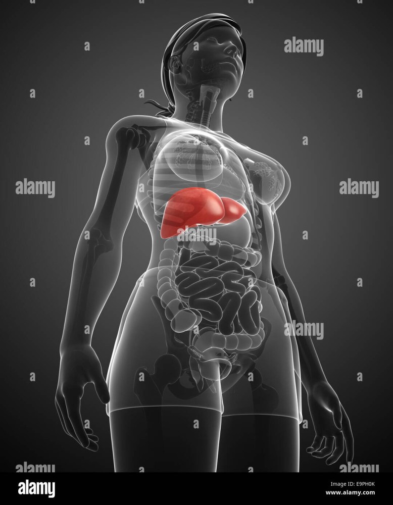 Hentai x-ray XRAY X ray Cross Section uterus