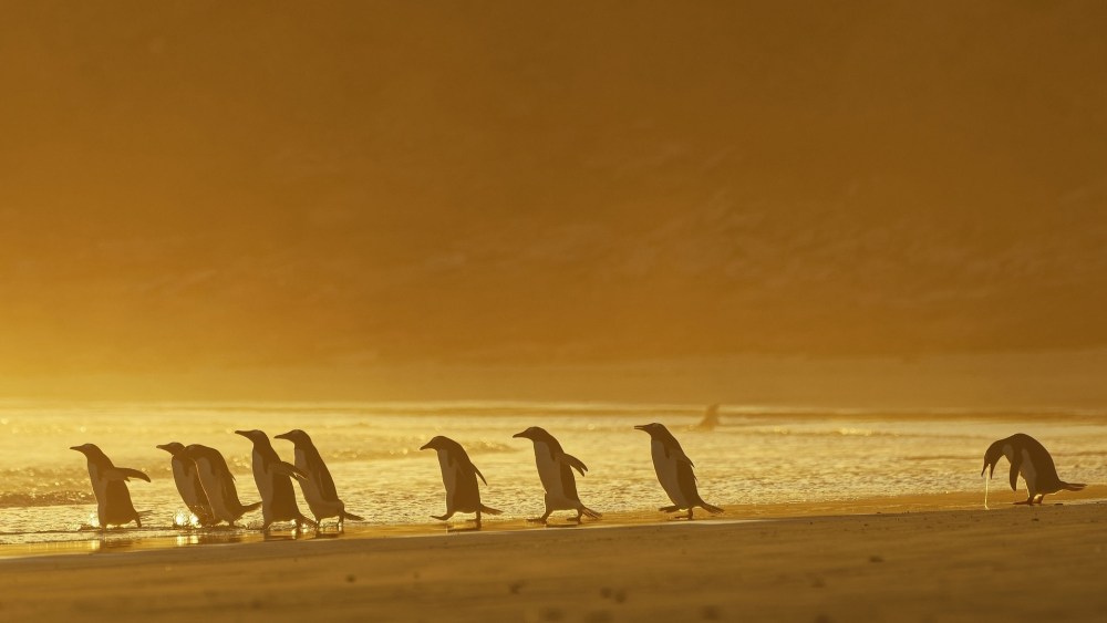 Колени пингвина