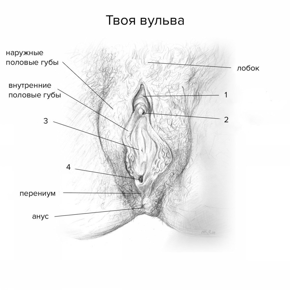 Вагина с большим клитором