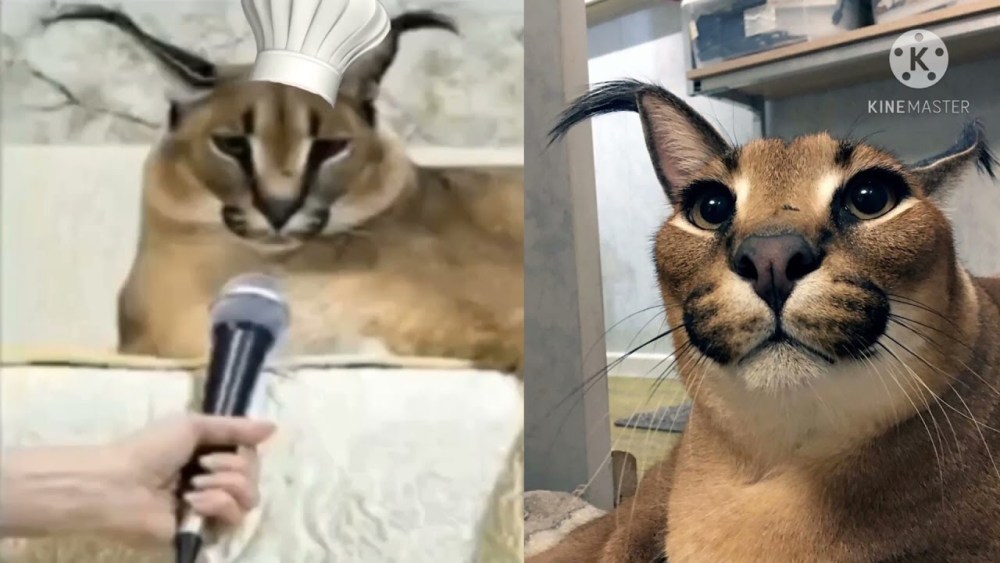 Каракал кот шлёпа