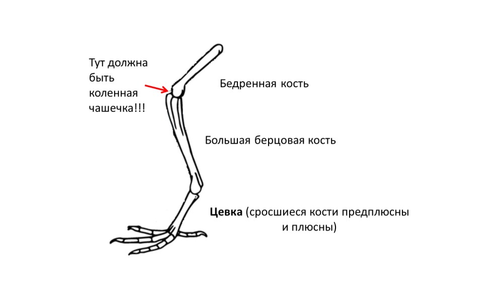 Части кости эпифиз метафиз диафиз