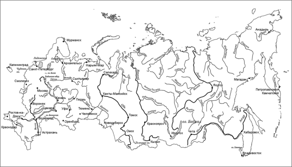 Большеберцовая кость коровы
