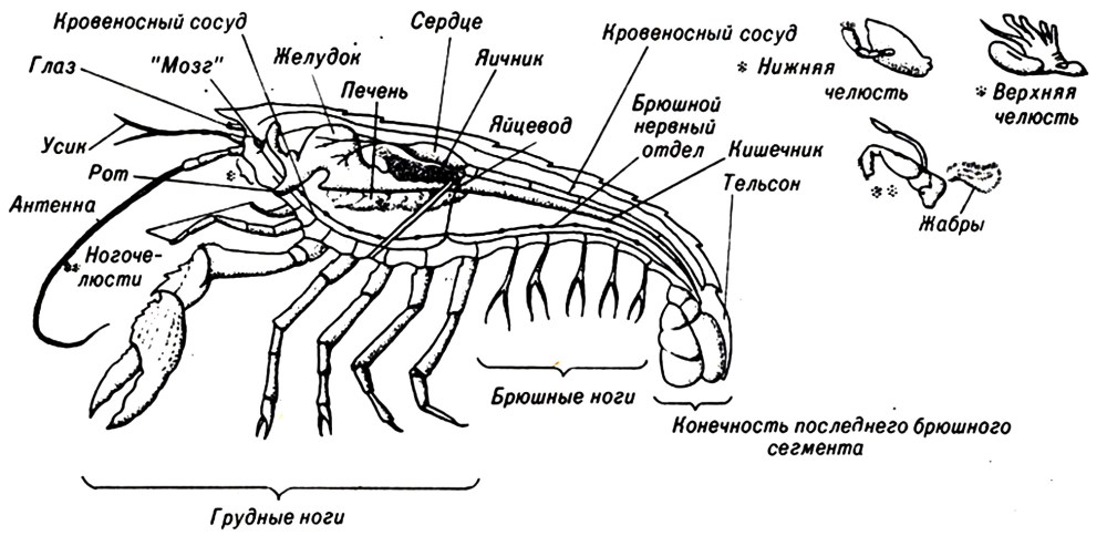 Цератозавр и Аллозавр Размеры