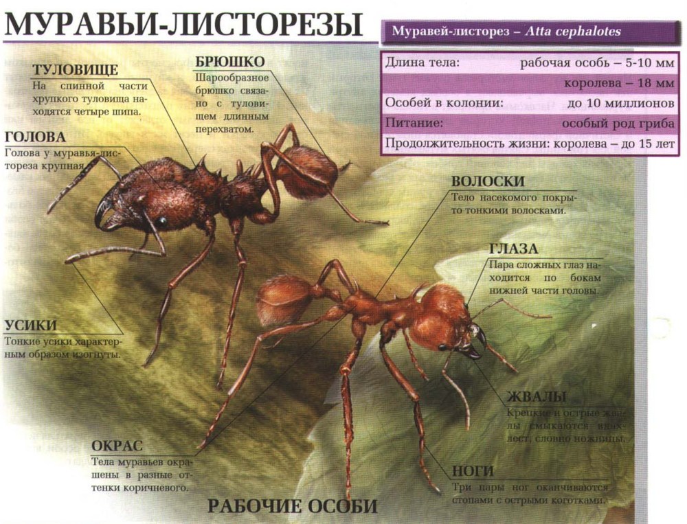 Женские попки вид снизу