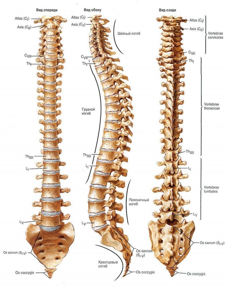 Columna vertebralis Синельников