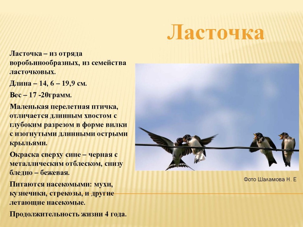 Сколько лет живут ласточки
