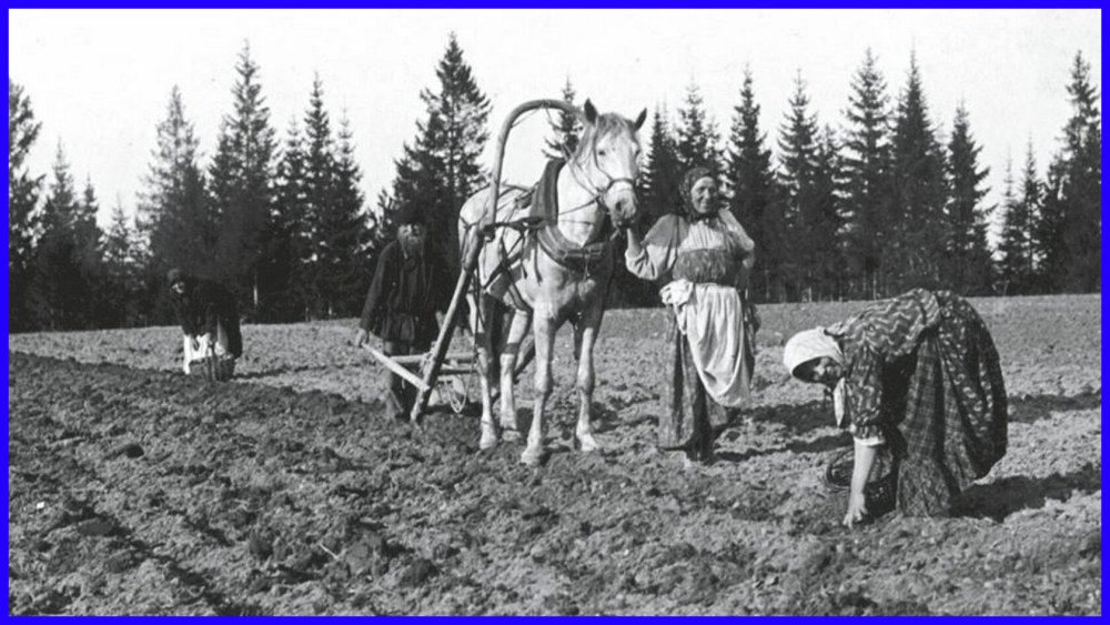 На сенокосе 1940 год