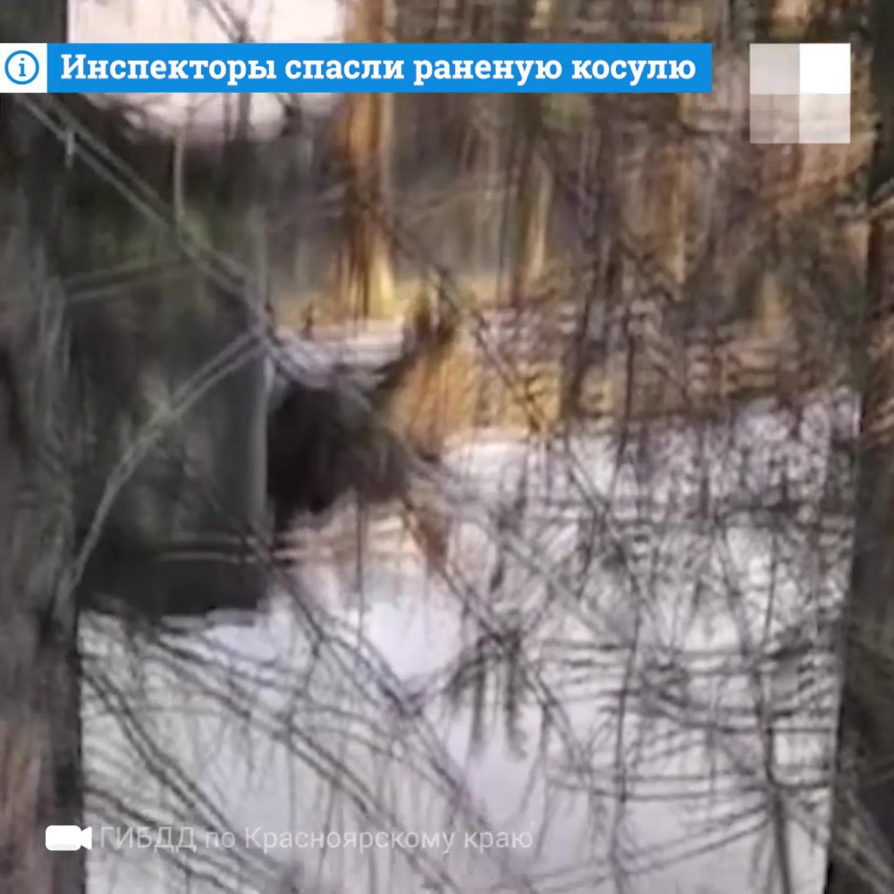 Казанцева Татьяна Бийск