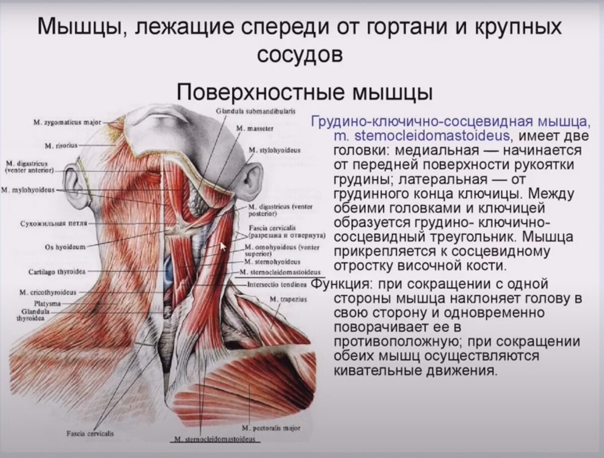 Атрофия латынь. Мышцы шеи анатомия человека спереди. Мышцы шеи топографическая анатомия. Строение снизу шея.