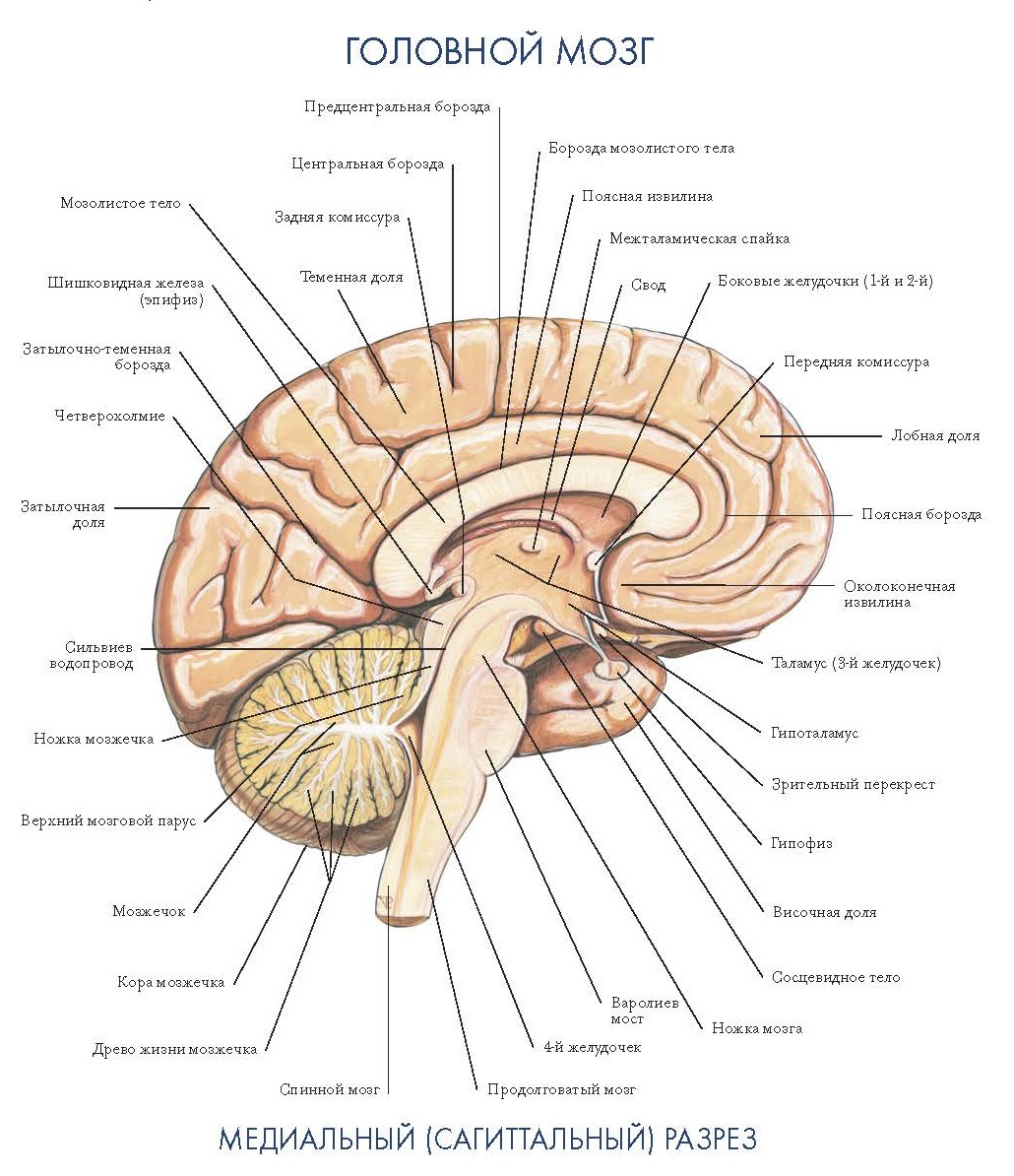 Отделы головного мозга на сагиттальном срезе
