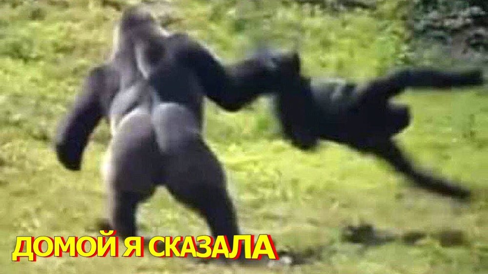 Шутки про мужской мозг