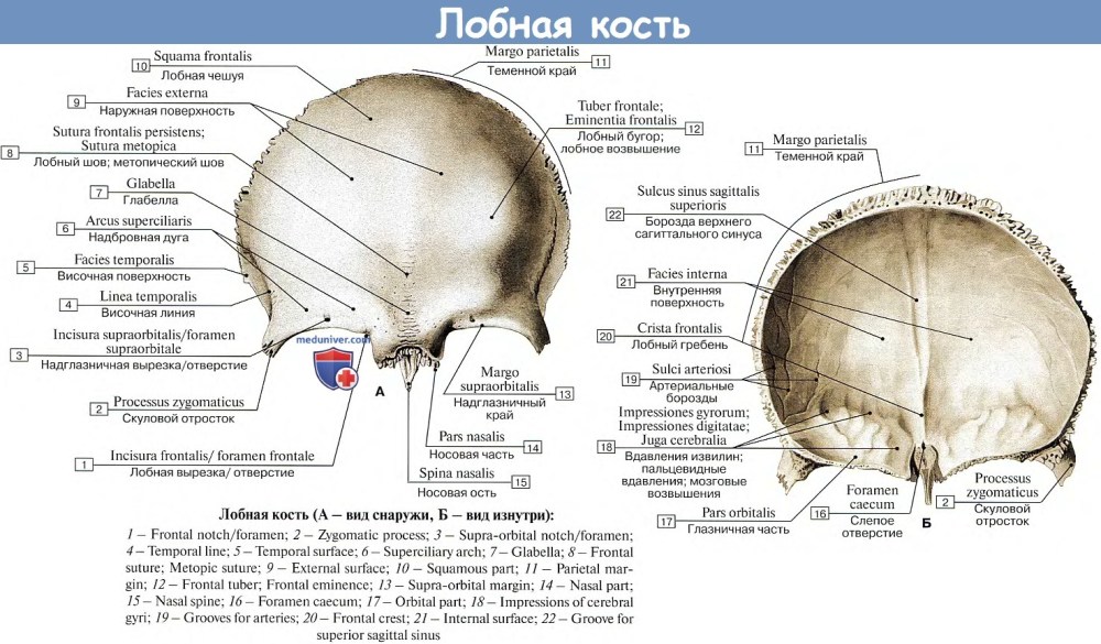 Джордж Стаббс анатомия лошади