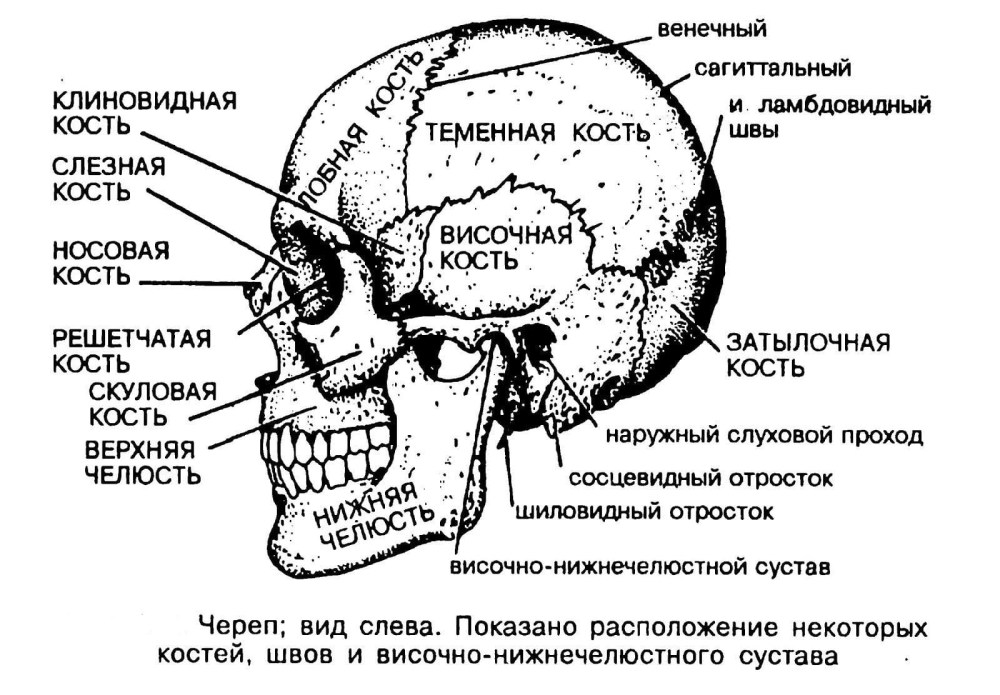 Скелет верхних конечностей человека анатомия лопатка