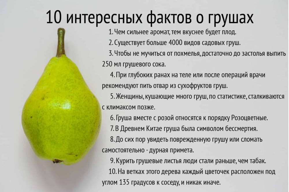 Чем полезна груша