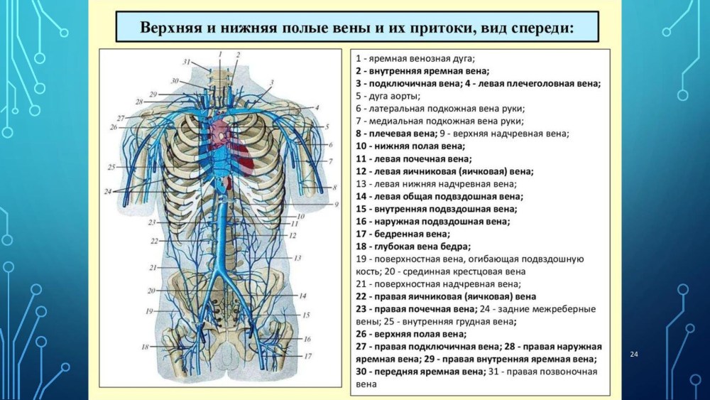 Скелет человека вид спереди и сзади без подписей