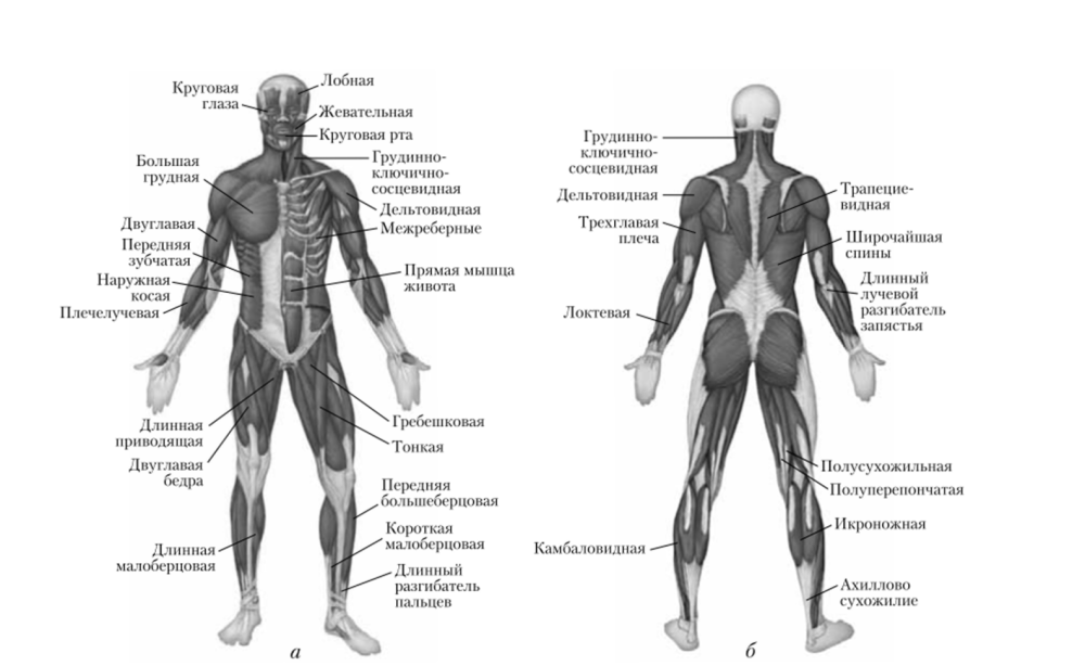 Межмыщелковое возвышение большеберцовой кости анатомия