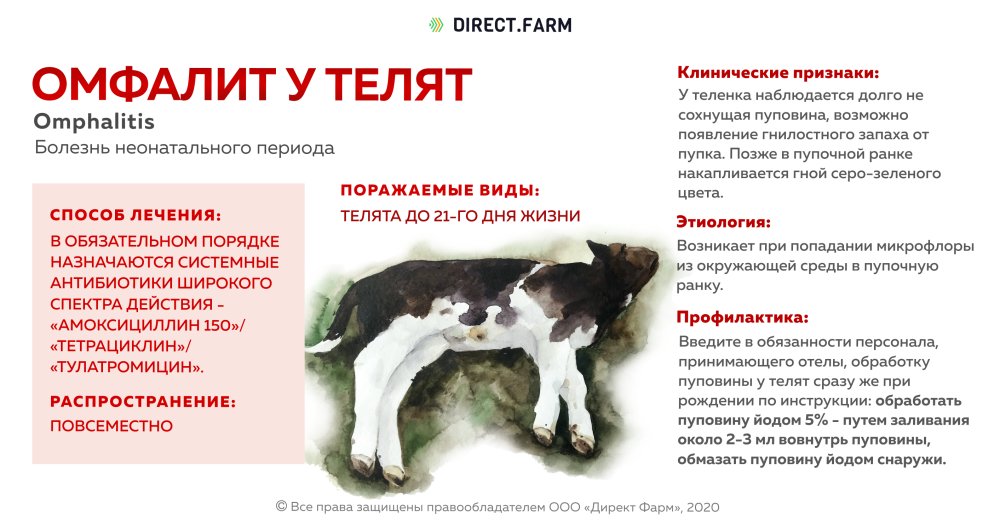 Воспаление пупка у теленка