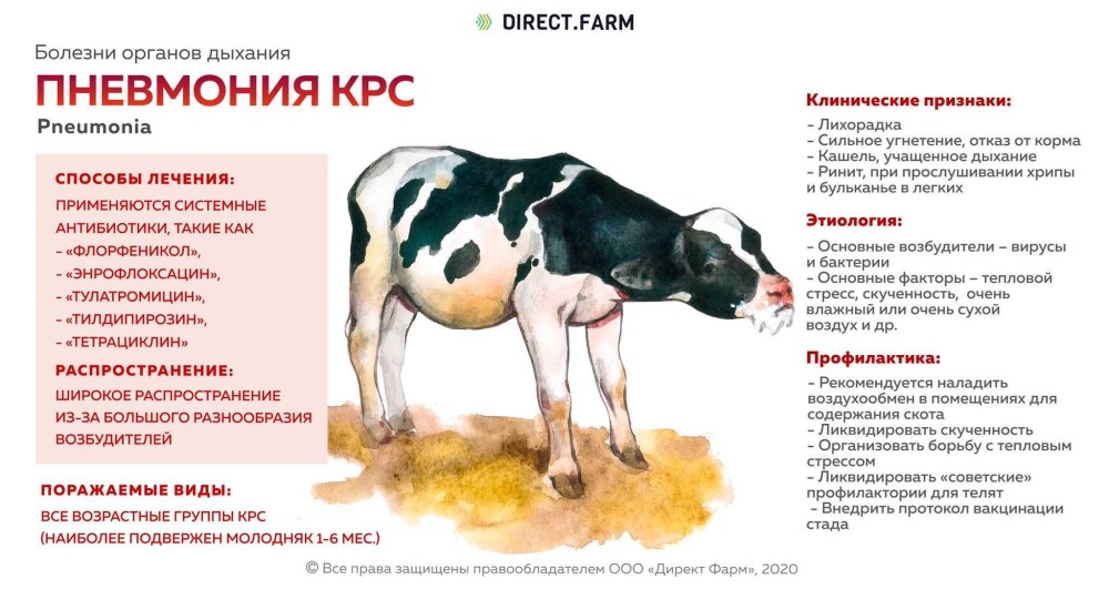 Директ фарм болезни КРС