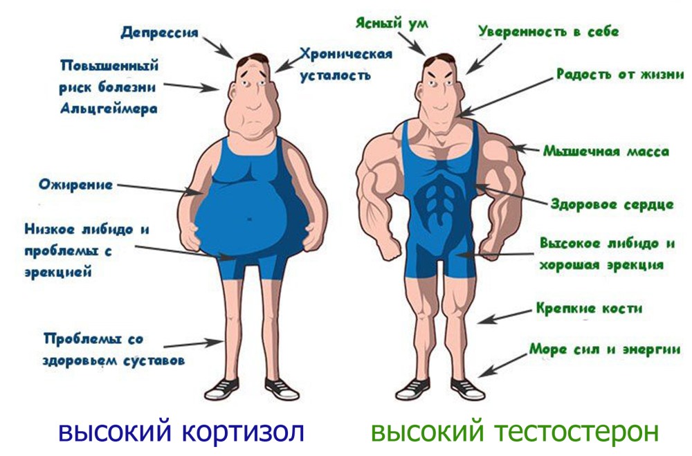 Как повысить тестостерон