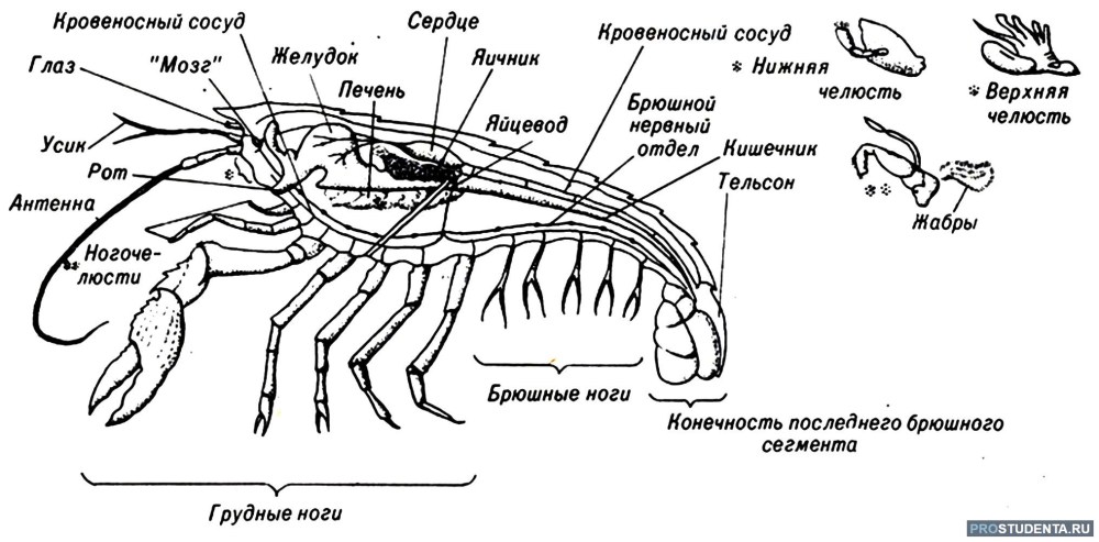 Раскраска мортал комбат Скорпион мк11