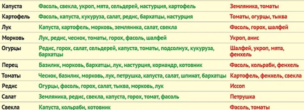 Соседство культур на грядках таблица