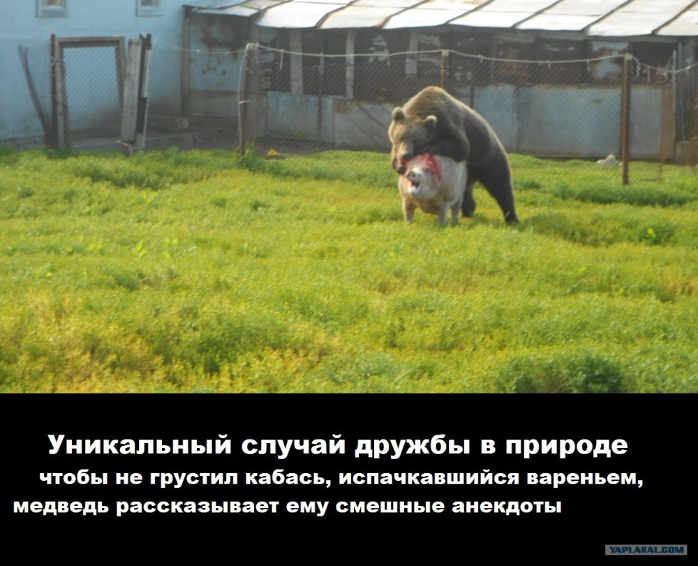 Россия медведь Украина свинья