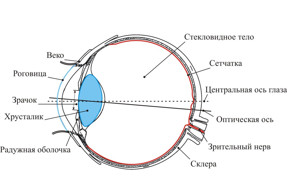 Кот после праздников